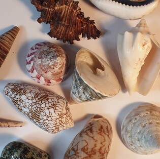 nabor №2 rakushki dlya dekorativ<wbr>nyix rabot Фото 